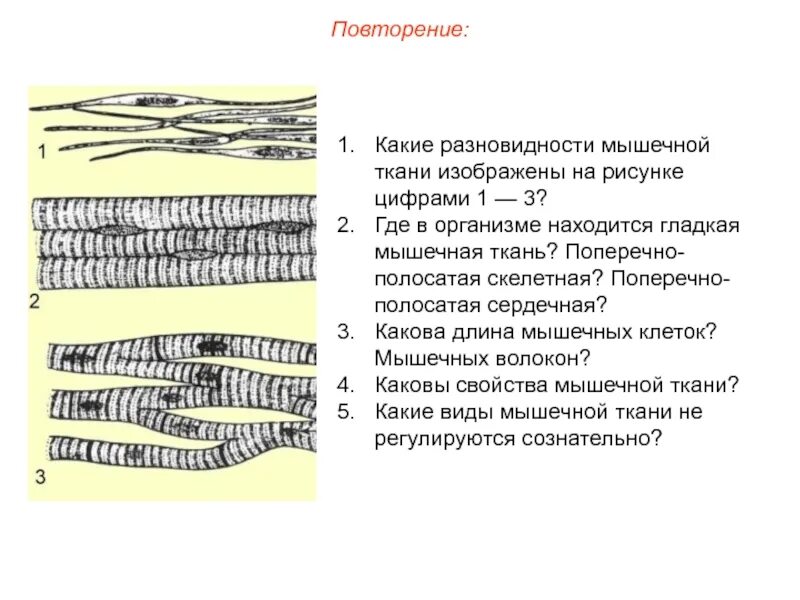 Поперечнополосатая скелетная мышечная ткань особенности строения. Поперечно полосатая мышечная ткань сердечная и Скелетная. Поперечно Скелетная мышечная ткань. Клетки поперечно-полосатой мышечной ткани. Поперечно полосатая мышечная ткань форма волокна.
