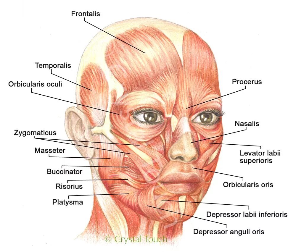 Pin en ANATOMIA