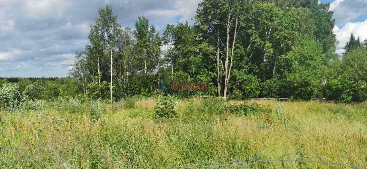 Деревня островки ленинградская область. Поселок островок. Остров главрыба на неве. Островки (ленинградская область). Деревня островки всеволожский.