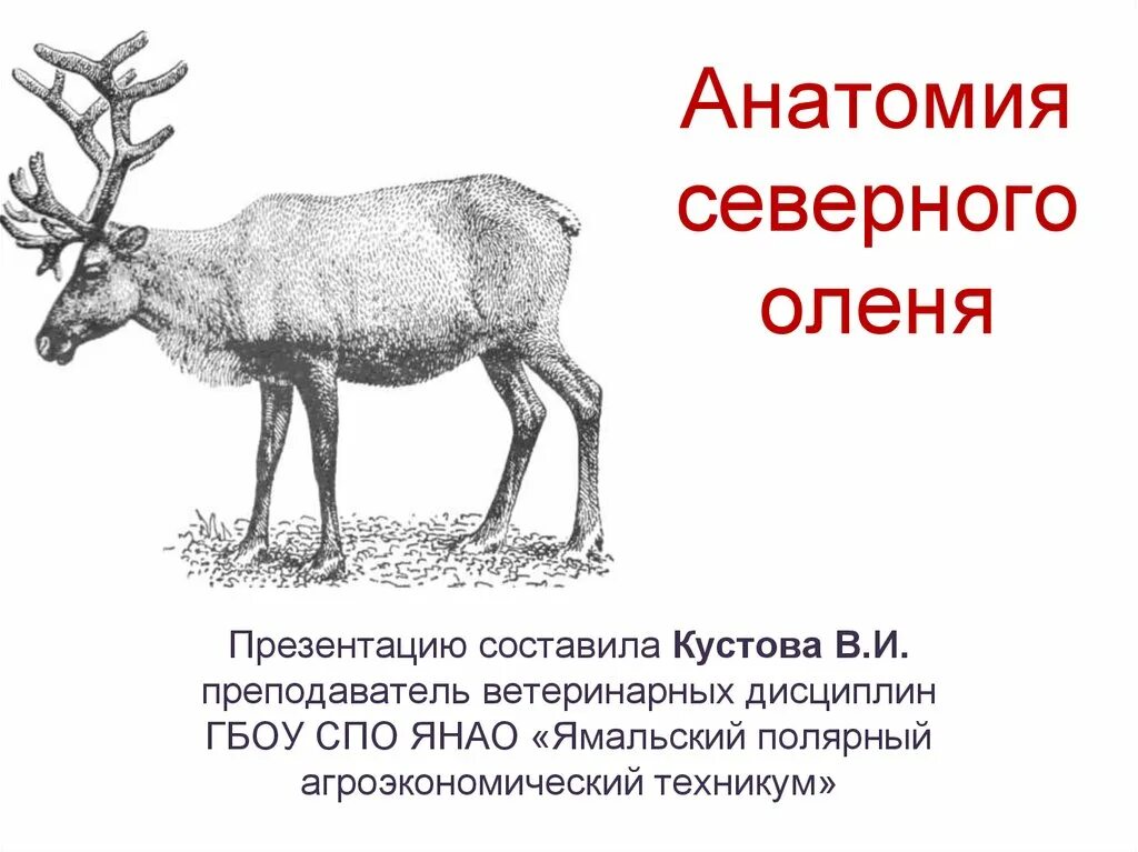 Северный олень впр. Анатомия Северного оленя Акаевский. Строение Северного оленя. Анатомия оленя. Олень строение тела.