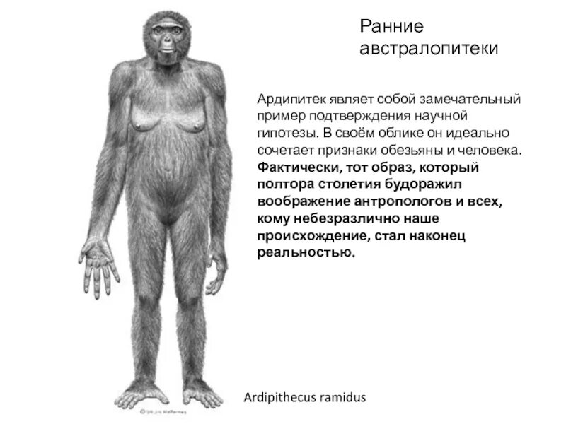 Прямой предок человека. Арди (ардипитек). Ардипитек австралопитек. Ардипитек признаки человека.