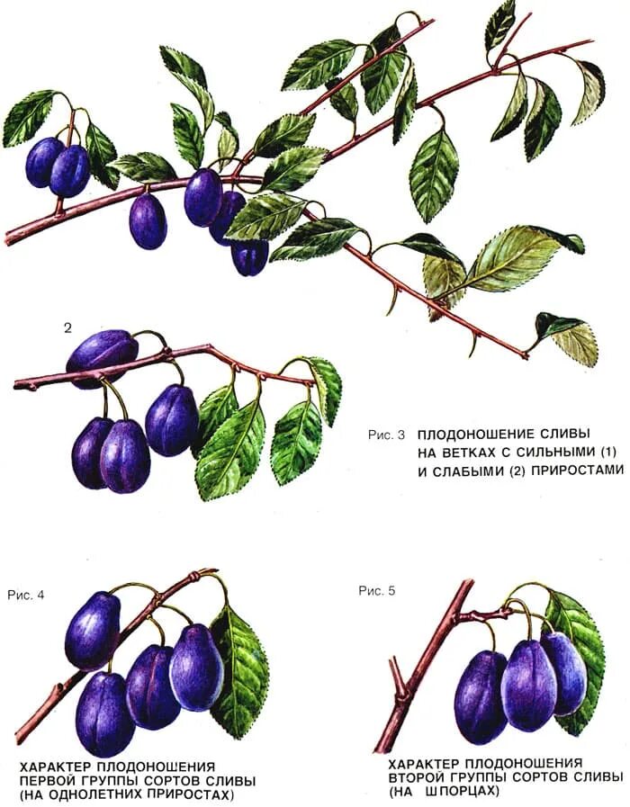 Что такое плодоношение