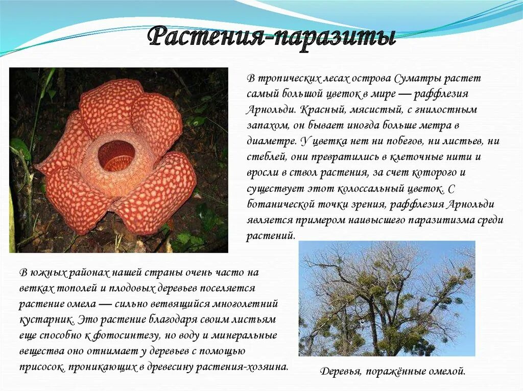 Многие виды являются паразитами животных растения: найдено 78 изображений