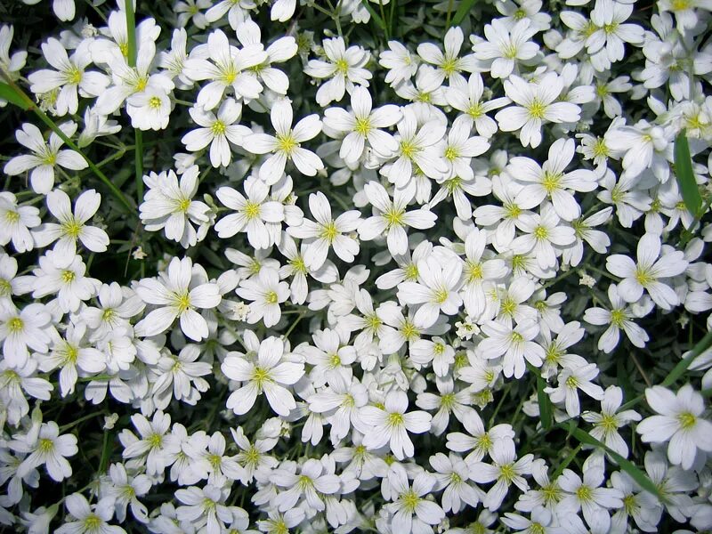 Мелкие цветы. Беленькие цветочки. Маленькие беленькие цветочки. Мелкие белые цветочки. Название цветов мелкие белого цвета