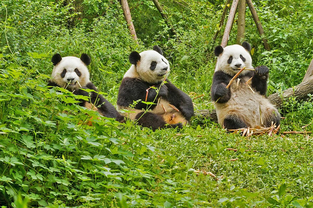 Pandas endangered
