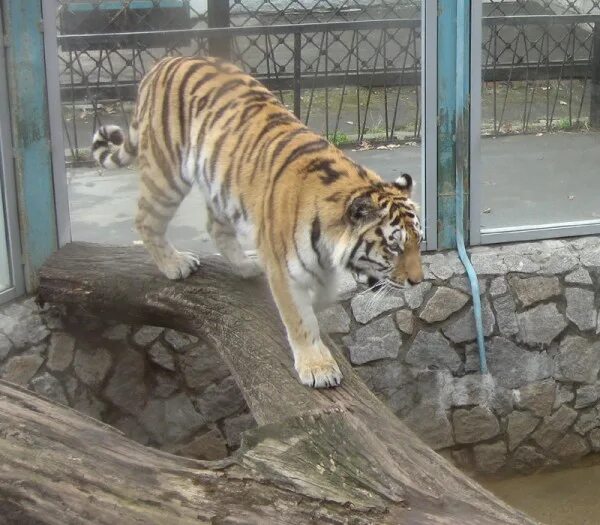 ленинградский зоопарк тигр. суматранский тигр. ленинградский зоопарк санкт-петербург 2023. ленинградский зоопарк тигр. ленинградский зоопарк тигр.