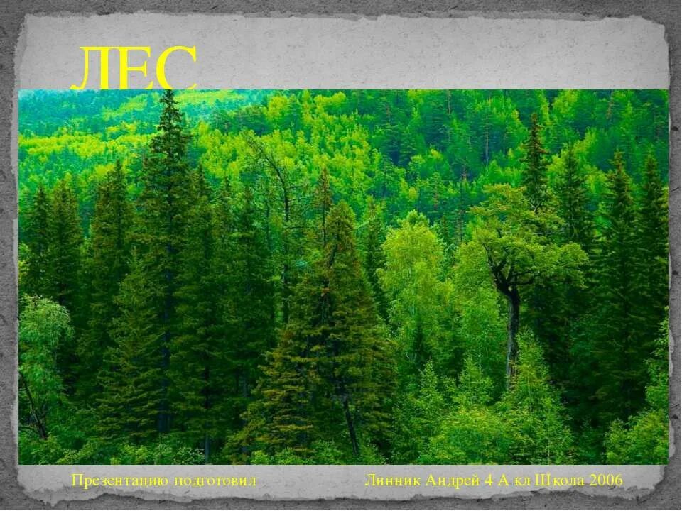 леса 4 класс