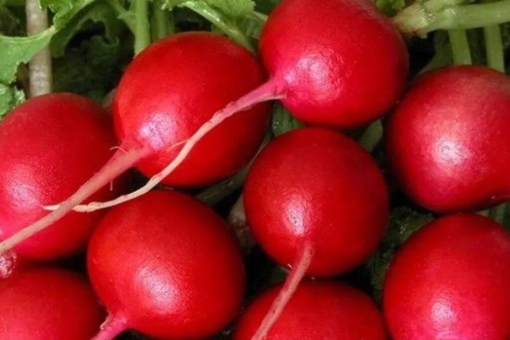 Редис срок созревания. Редис f1 молния. редис кримсон гиант глоб. редис чайна роуз. редис микадо.