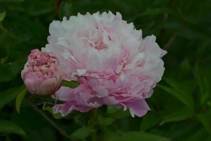 Peony Dinner Plate - Longfield Gardens Peonies, Bulb flowers, Peonies garden