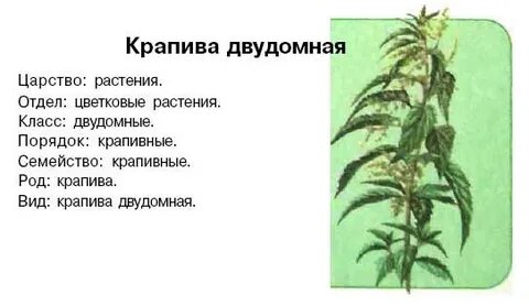 Систематика крапивы