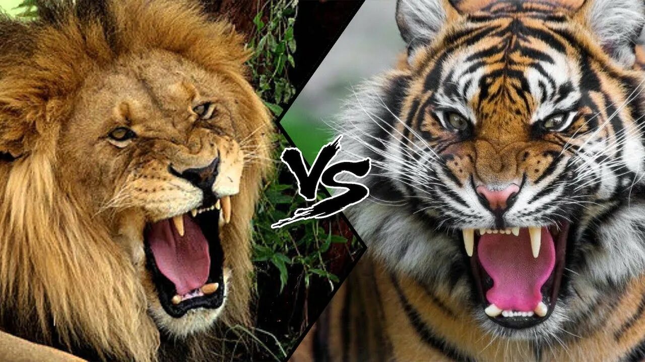 Амурский тигр против. Лев против тигра. Тигр vs Лев. Амурский тигр против Льва.