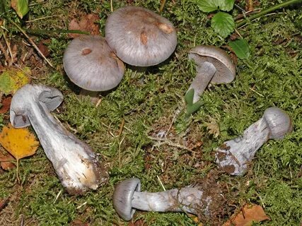 Грибы пахнут сыростью
