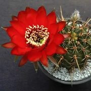 Lobivia - Страница 2 из 13 - Cactus-shop