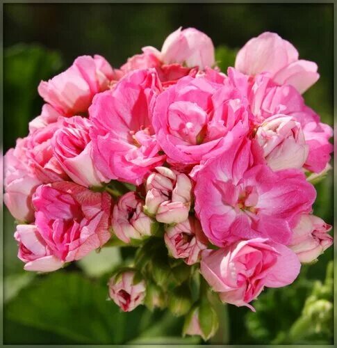 Пеларгония jägershus athena. Фалей пеларгония. Jagershus borre пеларгония. Пеларгония jagershus mormor marta. Фалей пеларгония.