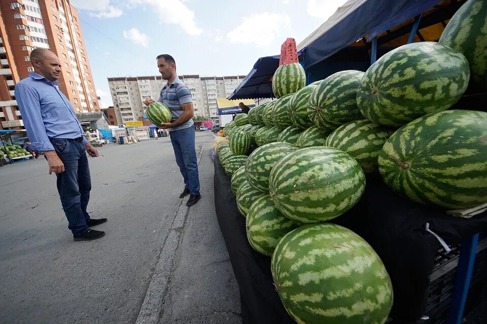 Арбуз купить рынок. Арбузный рынок. Арбузы Москва. Бахчевые. Арбуз на бахче.