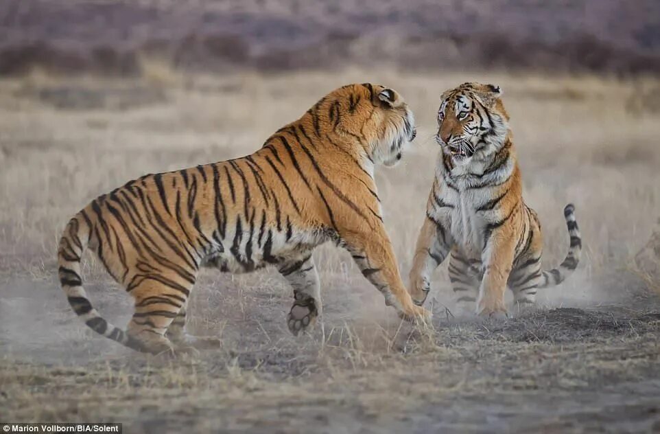Схватка тигров. Тигриный каньон Южная Африка. Тигрица. Тигры дерутся. Борьба тигров.