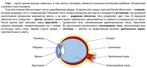 Характеристика органов зрения