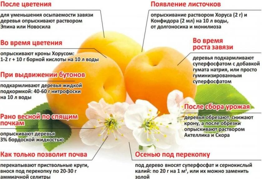 Подкормка яблонь после цветения