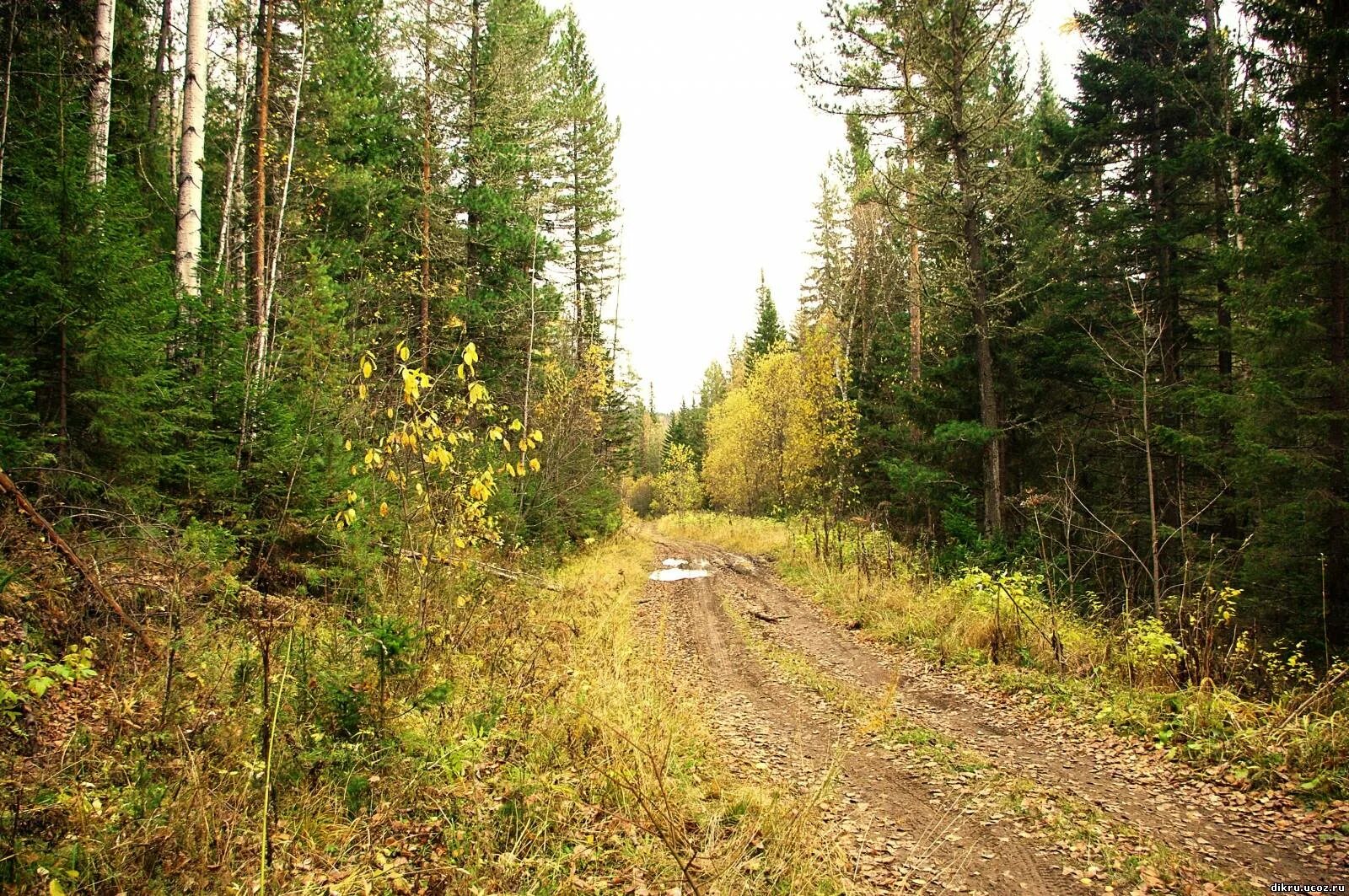 Дорога в тайге. Кадарея иркутская область. Через тайгу. Через тайгу. Подлесок тайги.