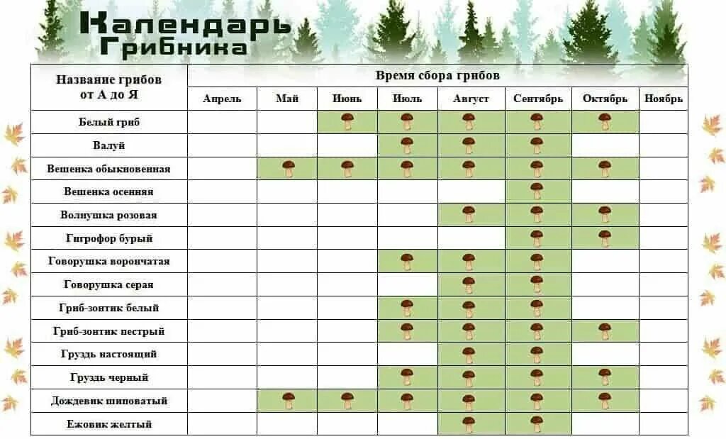 Через сколько будет 2 мая. Таблица сбора грибов по месяцам. График сбора грибов по месяцам. Таблица грибов когда растут. Сезонность грибов таблица.