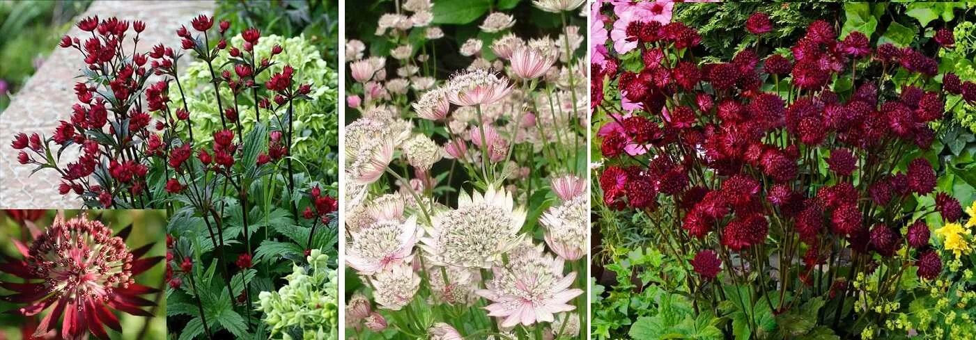 mennyfox55 Purple flowers garden, Purple garden, Beautiful flowers