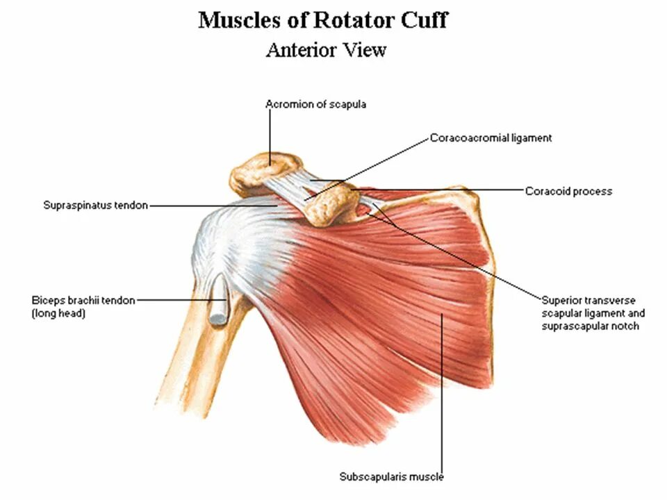 Повреждение сухожилия подлопаточной мышцы. Сухожилие надостной мышцы анатомия. Надостная мышца плечевого сустава анатомия. Сухожилия подостной мышцы плечевого сустава. Анатомия плечевого сустава сухожилия надостной мышцы.