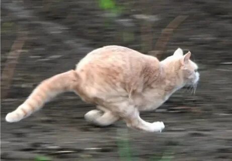 Бегающие кошки видео