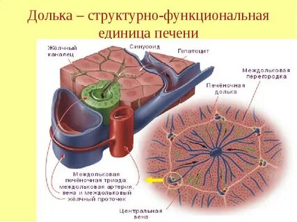 Клетки печени вырабатывают
