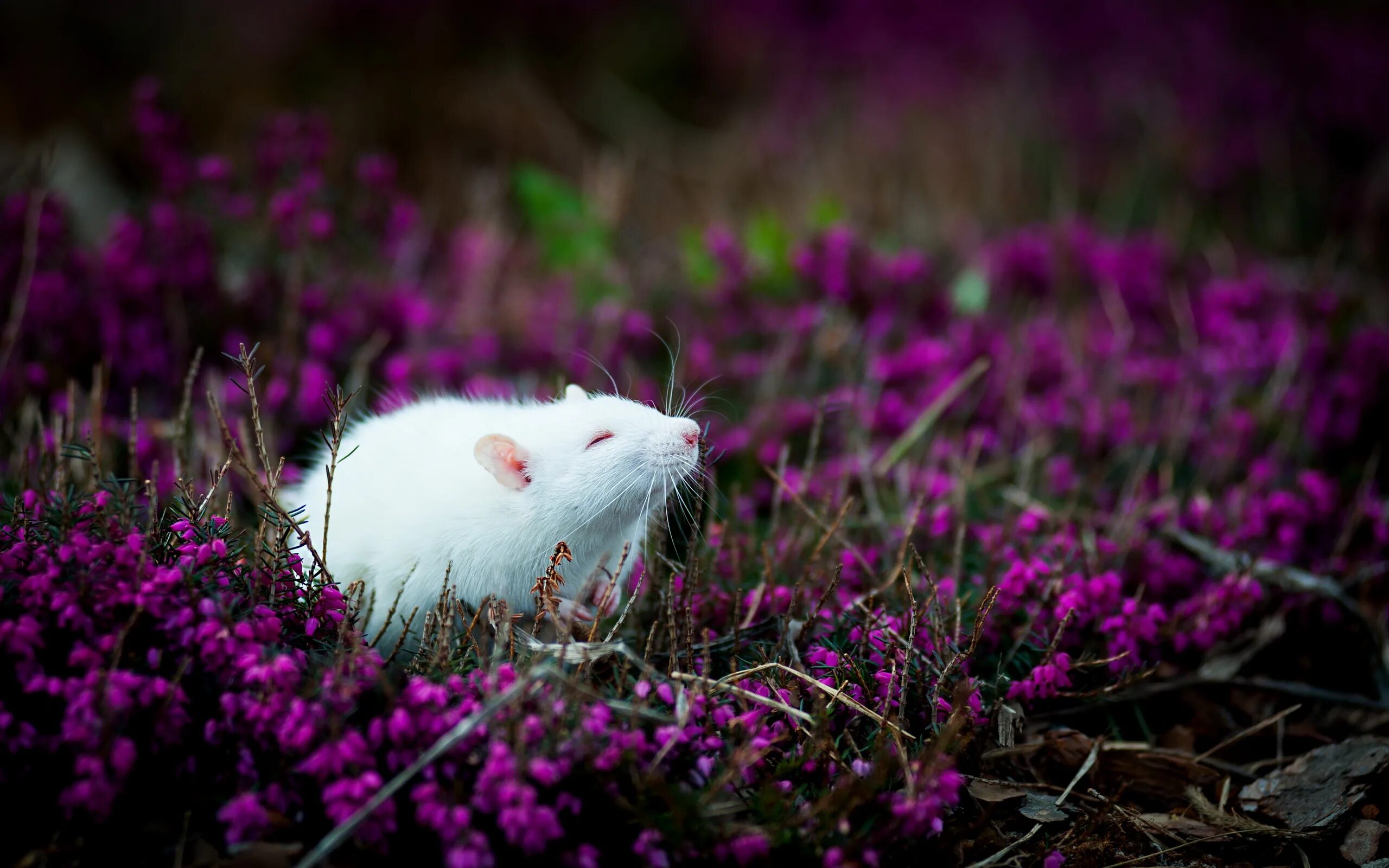 Мыши весной. Белая мышь. Обои с крысами. Мышка животное. Крыса на заставку.