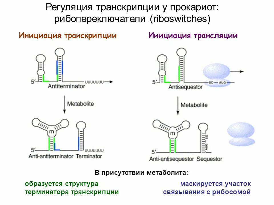 Инициация у прокариот. Регуляция трансляции у прокариот. Регуляция транскрипции и трансляции у прокариот. Регуляция транскрипции прокариот этапы. Регуляция инициации транскрипции прокариот.