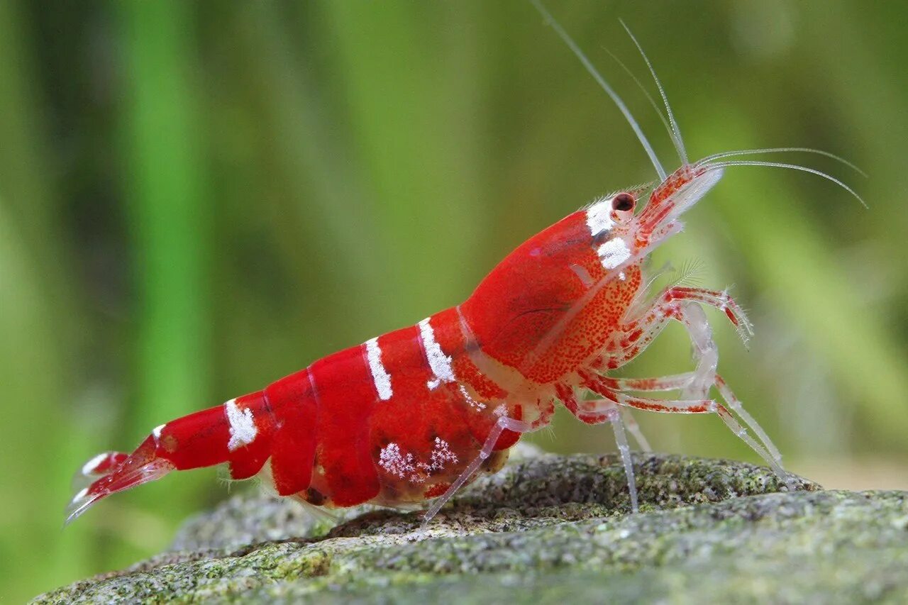 Креветка Caridina. Logemanni Caridina. Креветка рили красная. Креветка Кардинал Сулавеси.