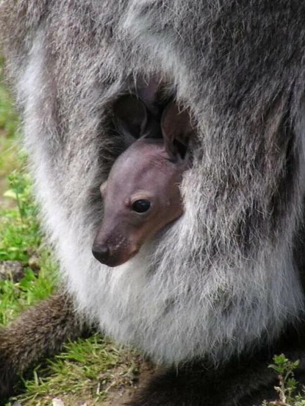 Кенгуру с детенышем. Детёныш кенгуру новорожденный. Сумка кенгуру. Кенгуру с детенышем в сумке. Рождение кенгуру