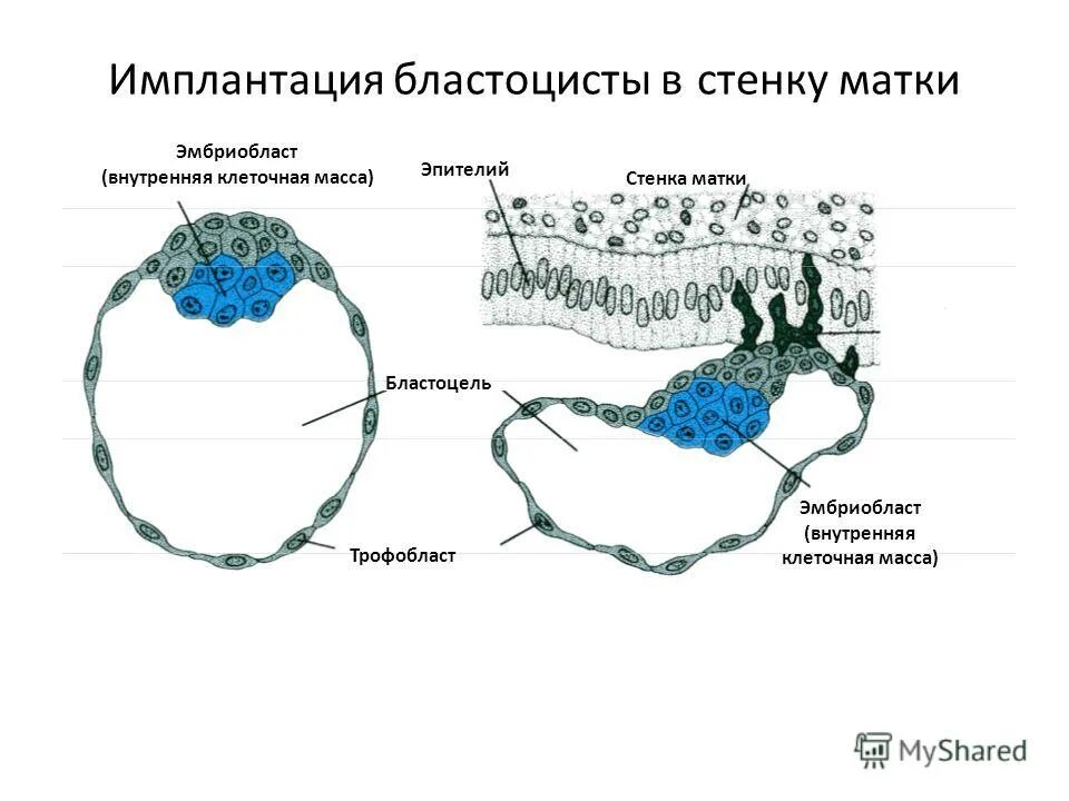 Имплантация время. Стадии имплантации бластоцисты. имплантация бластоцисты схема. имплантация бластоцисты в стенку матки. внутренняя клеточная масса бластоцисты.