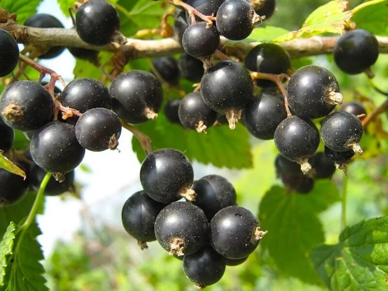 Смородина черная ядреная. Смородина черная (ribes nigrum). Чёрная смородина сорт Бинар.