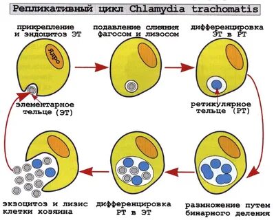 Размножение возбудителя