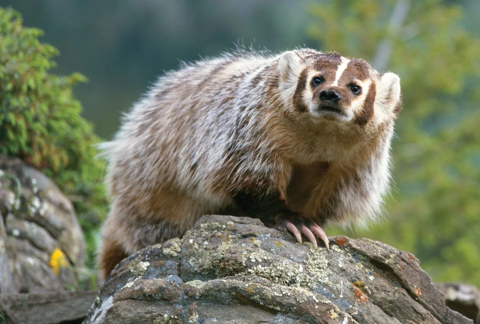 Какие животные встречаются в северной америке. Американские Барсуки (Taxidea Taxus). Североамериканский барсук. Европейский барсук. Американский и Европейский барсук.