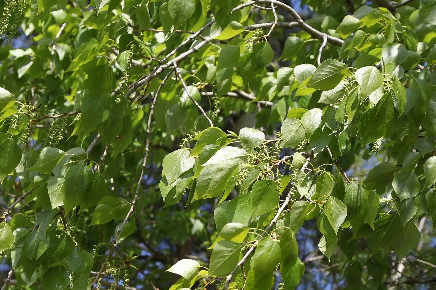 Тополь латынь. Тополь сибирский дерево. тополь канадский (populus canadensis). populus × sibirica – тополь сибирский. тополь крупнозубчатый (populus grandidentata).