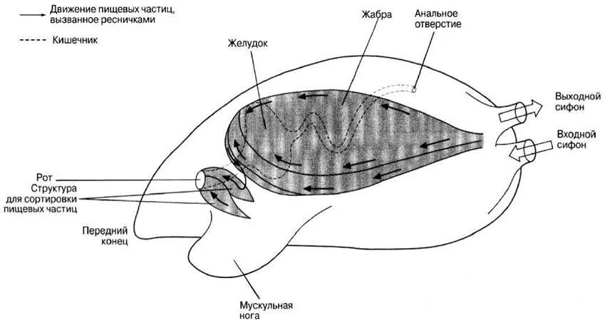 Двустворчатые моллюски фильтруют воду. Фильтрационный Тип питания у моллюсков. Пищевая система двустворчатых моллюсков. Двустворчатые моллюски питаются. Фильтрация моллюсков