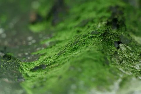 Moss green