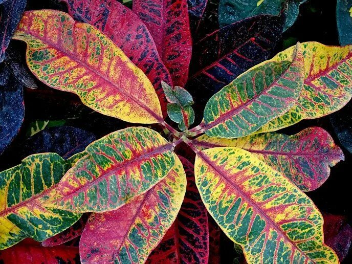 Bravo croton Plant leaves, Crotons plants, Plant aesthetic