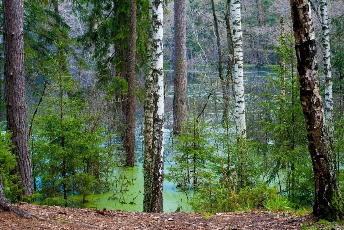 Мещера лес. Наши леса. Мещерский парк сосновый бор. Мещерский лес рязань. Леса в мещере глухие.