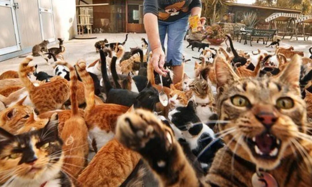 Многие коты. Многие коты
