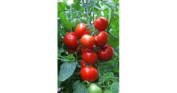 Семена гавриш sakata томат тмае 683 f1 10 шт. Томат катрина f1 10шт/10. Помидор катрин. Томат катрин f1. Семена томата кэтрин f1 15шт.