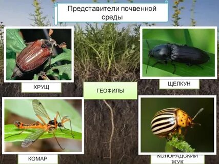 Майский жук среда обитания