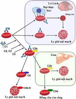 Объясните значение тэ и производящих основ haemolysis