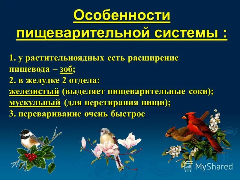 Растительноядные птицы особенности строения. Зерноядные и насекомоядные птицы. Приспособления растительноядных птиц. Зоб у растительноядных птиц. Птицы растительноядные названия.