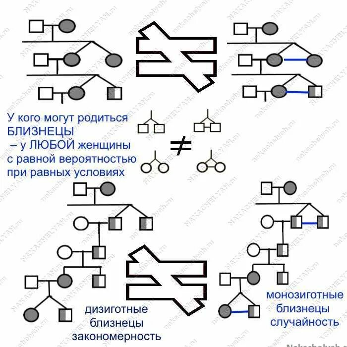 Вероятность рождения двойни. Рождение двойни передается по наследству. Как передается двойня по наследству. Как передается двойня по наследству. Двойня передается через поколение.