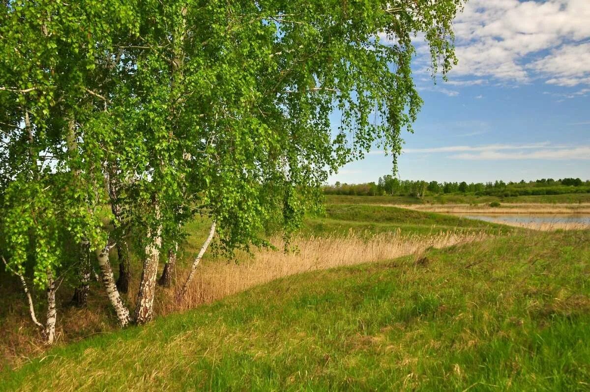 Березки на дону. Береза в Омской области. Березка река Ульяновская область. Русь река береза. Калачинские леса Омская область.