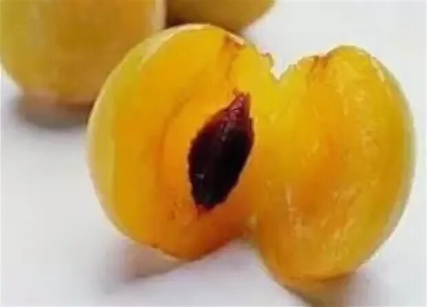 Золотая капля слива фото Саженцы Сливы Золотая Капля купить в Вологде Товары для дома и дачи Авито