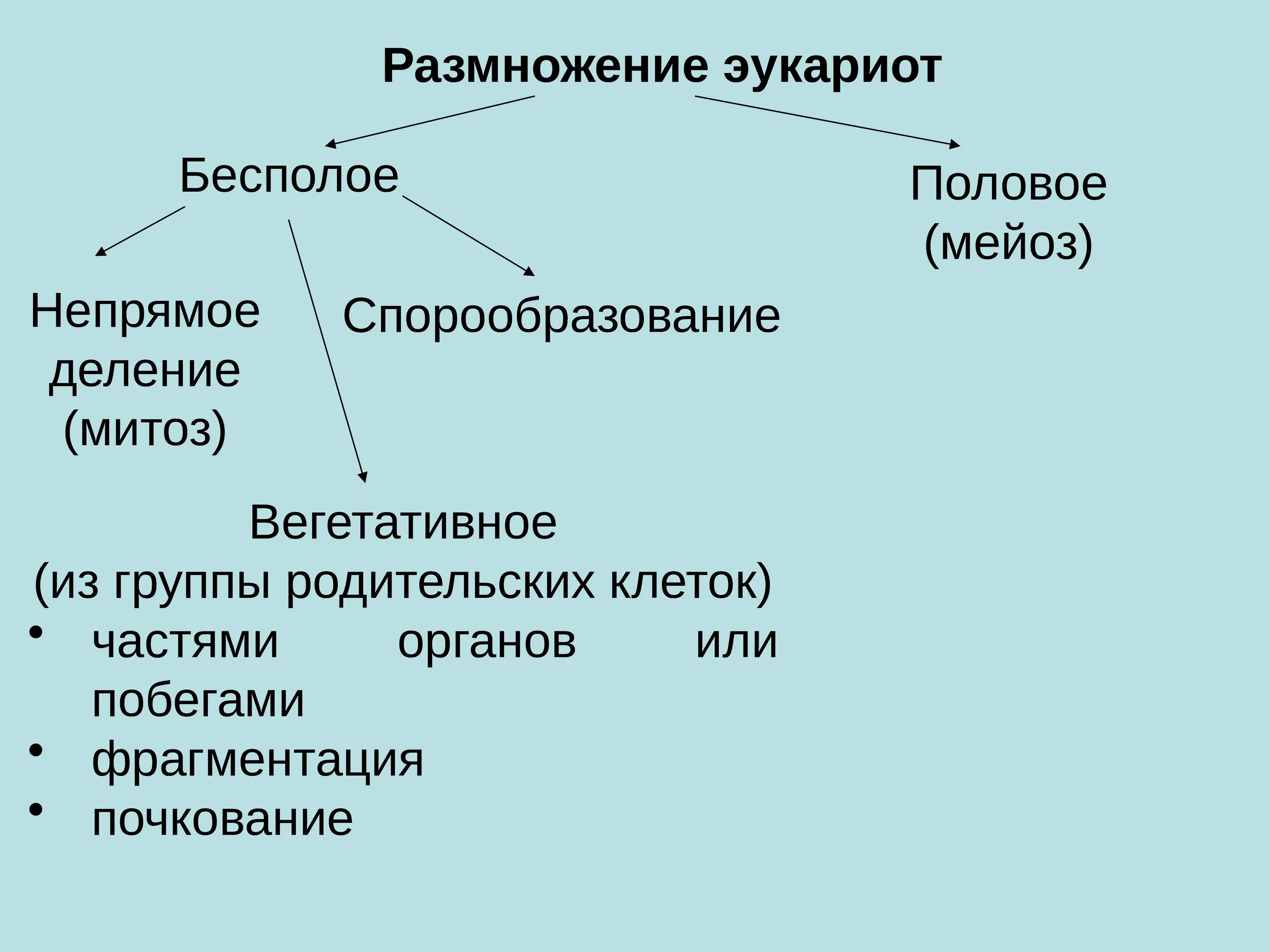 Бесполое размножение эукариот. Вегетативное размножение половое/бесполое. Половое и бесполое размножение организмов. Способы размножения клеток.